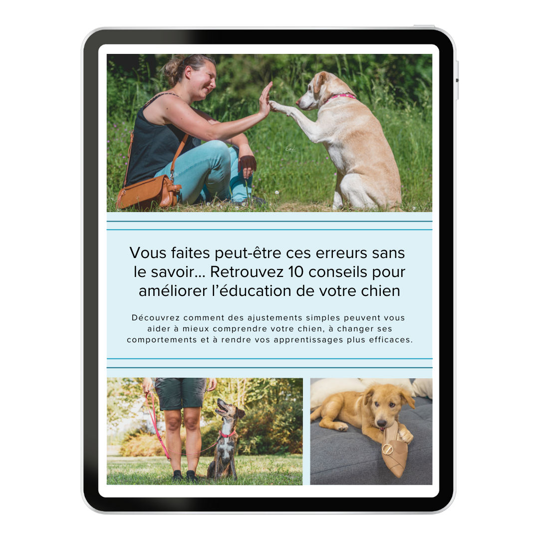 10 conseils pour améliorer l'éducation de votre chien