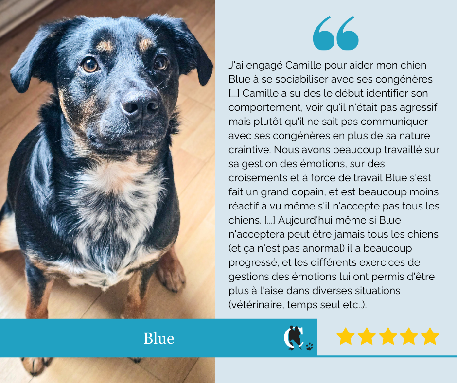 Avis client Cynolistic