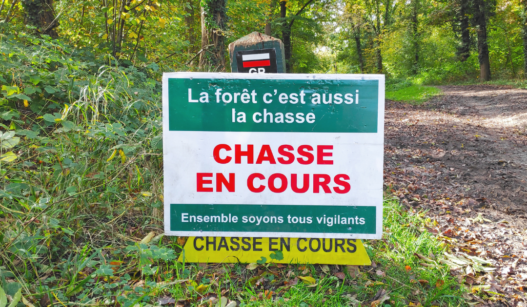 Survivre avec son chien en période de chasse