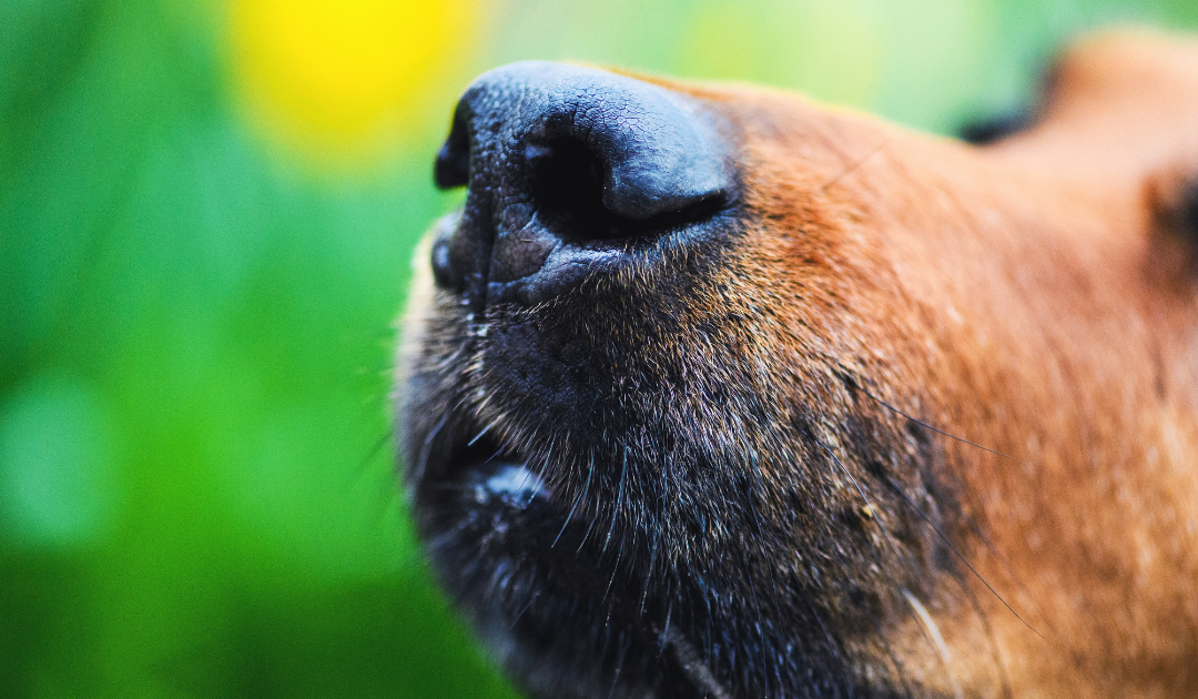 Pourquoi le nez de votre chien est unique