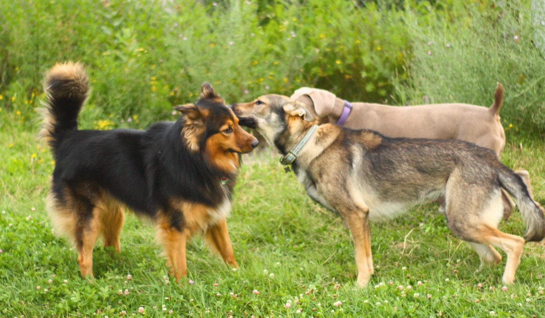 Comment votre chien utilise son flair pour communiquer