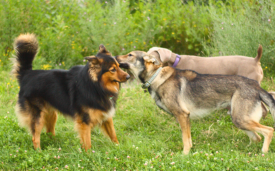 Comment votre chien utilise son flair pour communiquer