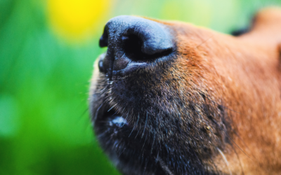 Pourquoi le nez de votre chien est unique