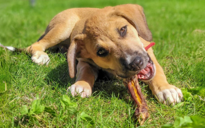 La mastication et les jeux d’occupation : comprendre leurs rôles dans le bien-être canin
