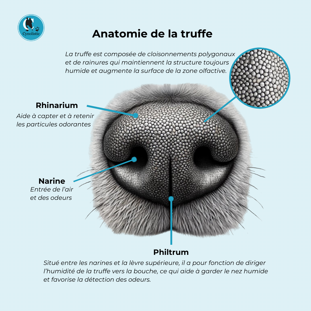 Anatomie de la truffe du chien