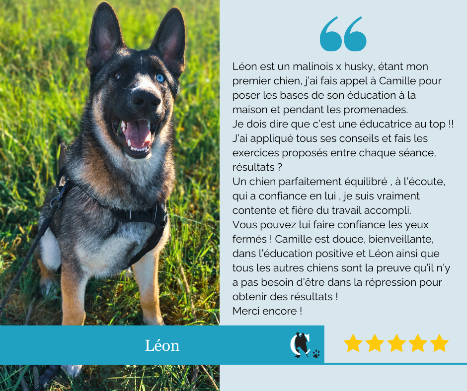 Avis client Cynolistic