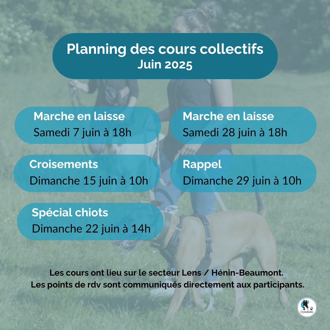 Planning des cours collectifs chez Cynolistic